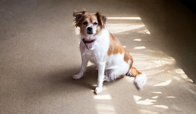 A small brown and white dog sitting comfortably on a freshly cleaned, beige-toned carpet
