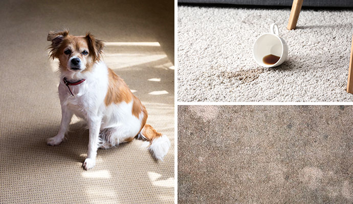 A collage showing a dog on a carpet, a coffee spill, and a stained carpet area requiring professional treatment.