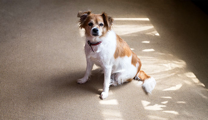 A small brown and white dog sitting on a clean, beige residential carpet in a sunlit room.