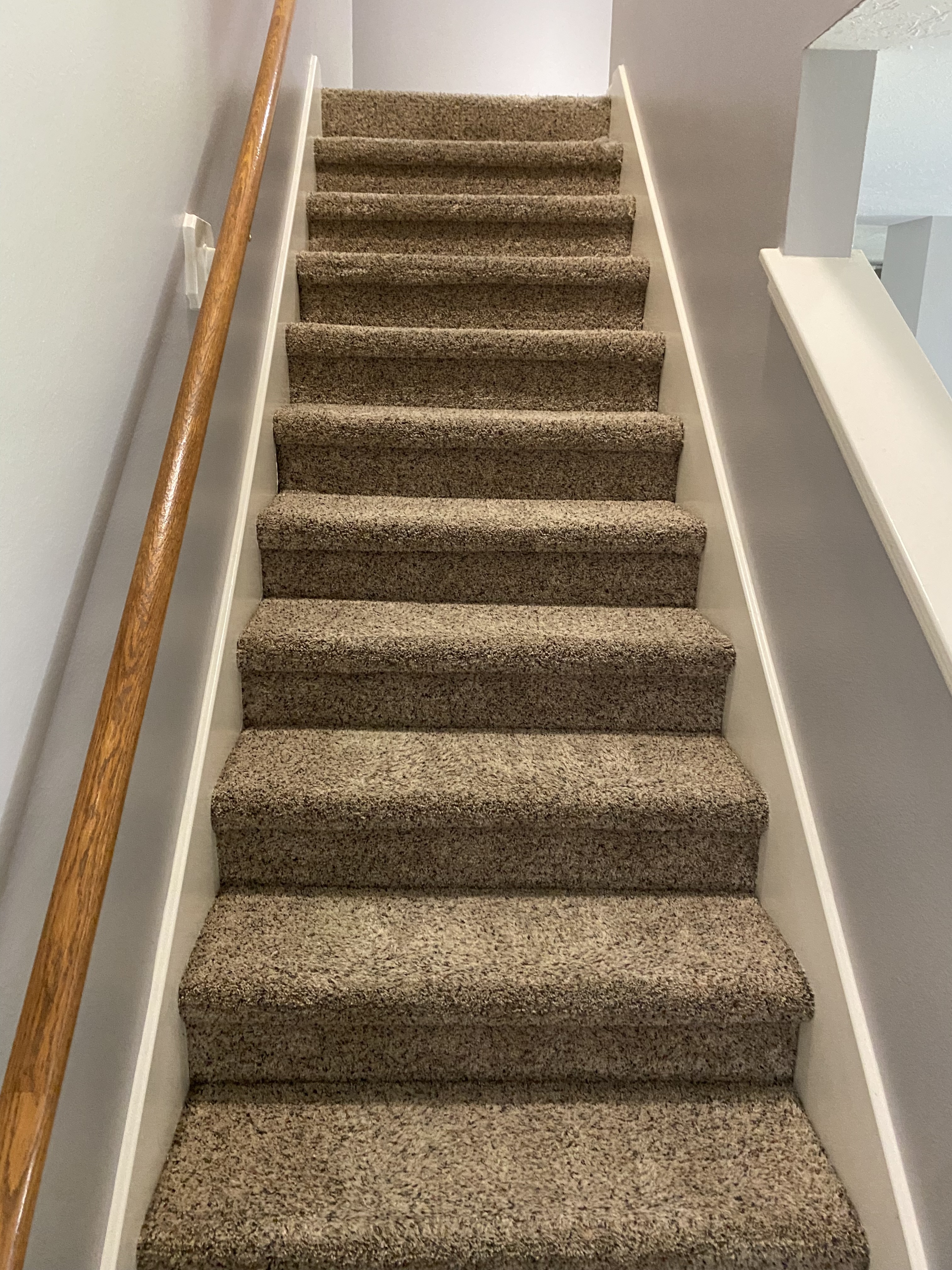 Carpet Cleaning Pet Odor Removal Houston, Tx