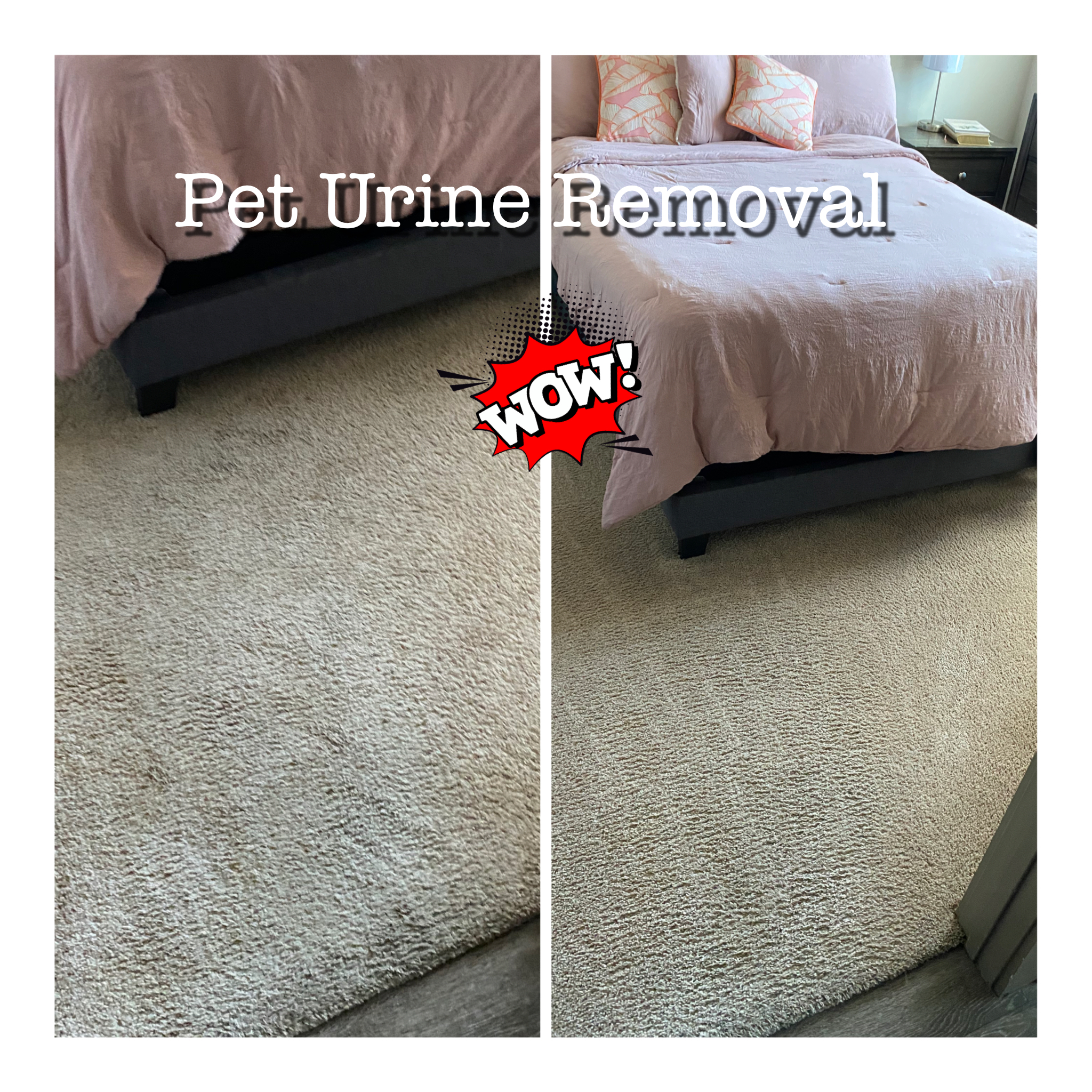 Houston, Tx Pet Urine Removal