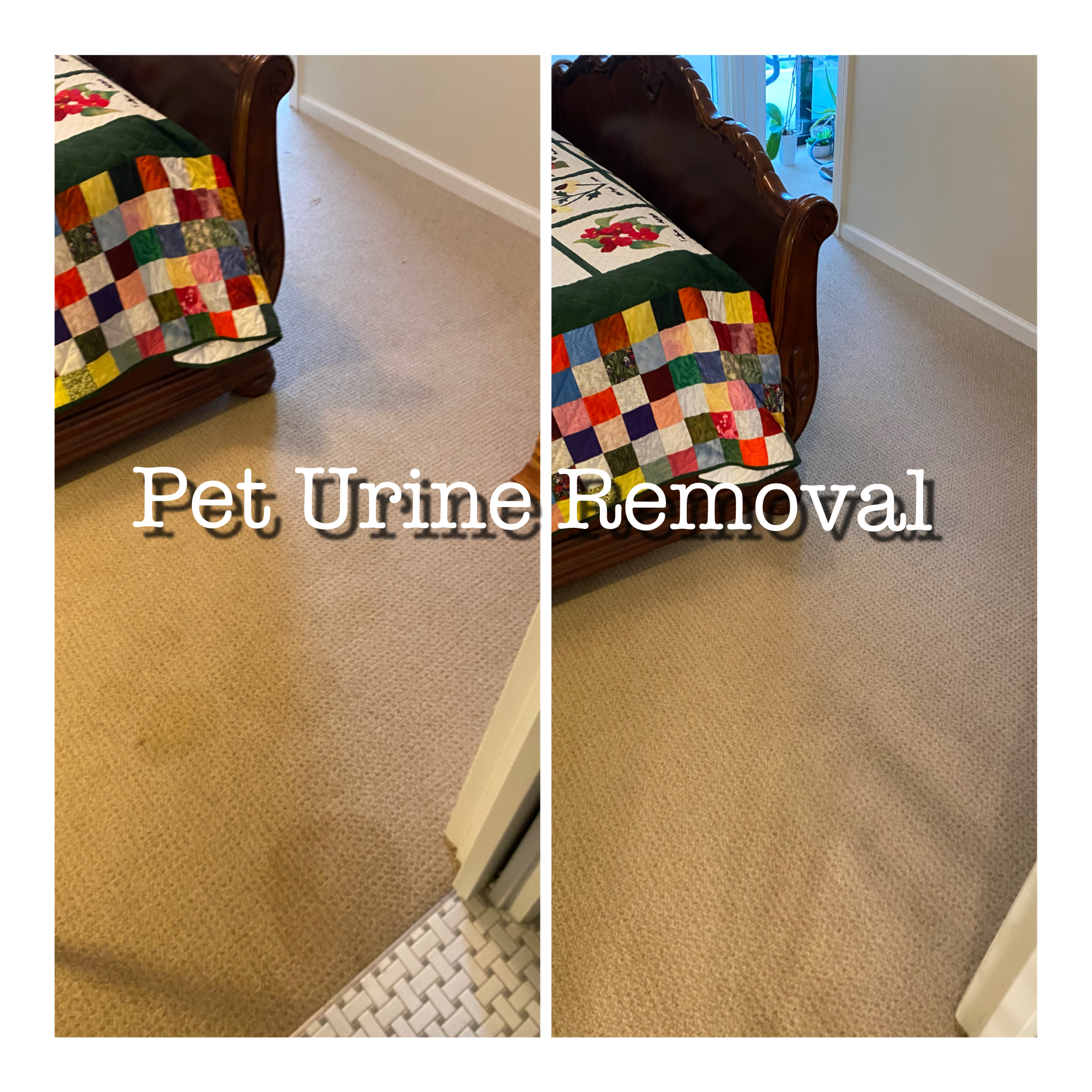 Pet Stain Removal Houston, Tx
