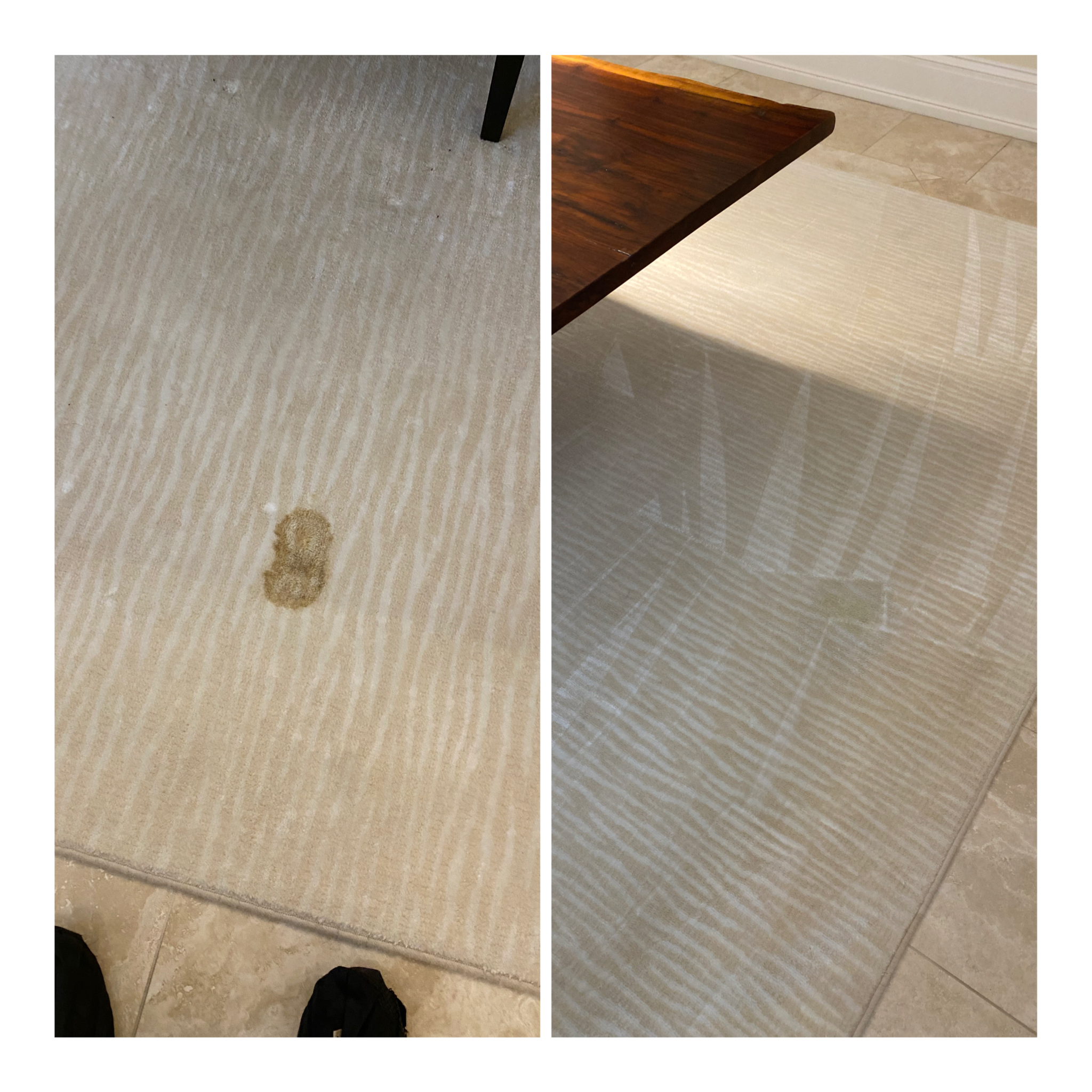 Pet Accident Removal Houston, Tx