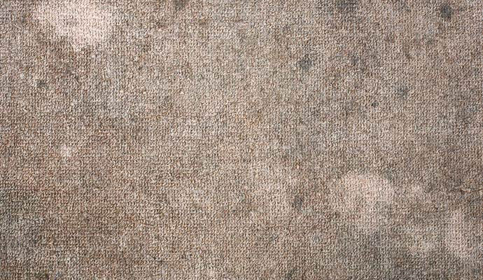 A close-up view of carpet fibers affected by mold and mildew, illustrating the need for professional treatment.