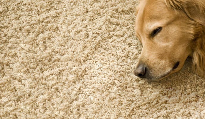 Dog laying on rug