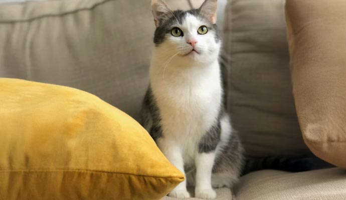 Cat sitting on sofa